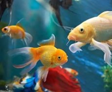 POISSON-2