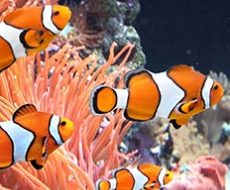 POISSON-5