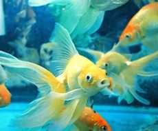 POISSON-6