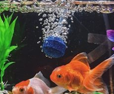 POISSON-7